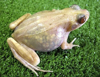 Transparent Frog, cool, frog, , transparent HD wallpaper