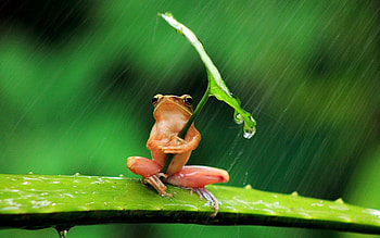frog , Frog backgrounds, collection, Animal graphy HD wallpaper