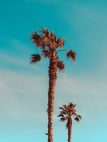 Nature, Trees, Leaves, Palms HD phone wallpaper