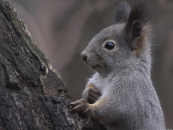 Animals, Squirrel, Wood, Tree, Ears, Curiosity HD wallpaper