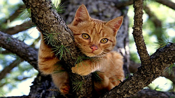 Grimpeux, grimpe, chat, caramel, arbre HD wallpaper