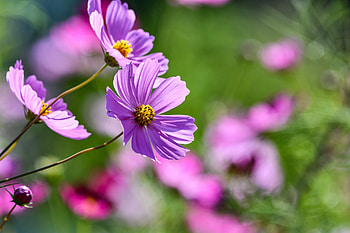 Cosmos, Flowers, Pink, Spring, Garden HD wallpaper