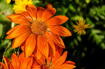 Gazania, Flowers, Bright, Orange, Plant HD wallpaper