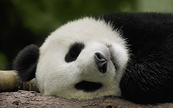 Sleeping Panda , bear, cute, bamboo, sleeping, china, panda HD wallpaper