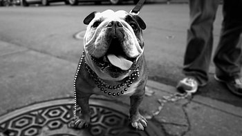 Bull Dog, bull-dog, animals, dog HD wallpaper