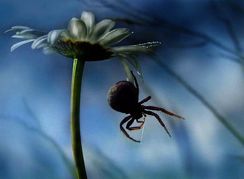 The Daisy and the Spider, daisy, spider, nature, flowers, macro HD wallpaper