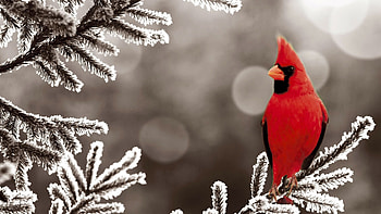 Animals, Birds HD wallpaper