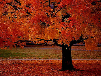 Autumn Tree, autumn, colors, leaves, tree HD wallpaper