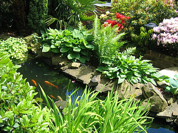Garden beauty, guarden, fish, grass, flowers HD wallpaper