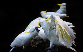 Sulfur-crested cockatoo, , Stunning backgrounds HD wallpaper