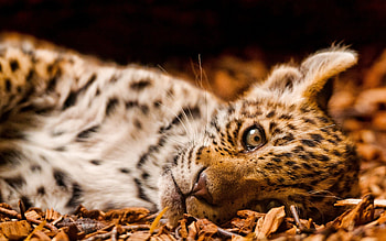 Animals, Jaguar, Young, To Lie Down, Lie, Foliage, Joey HD wallpaper