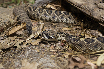 Rattlesnake encounter, California teen's fright, Unexpected bite, Terrifying outcome HD wallpaper