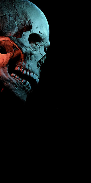 Skeleton, jaw HD phone wallpaper