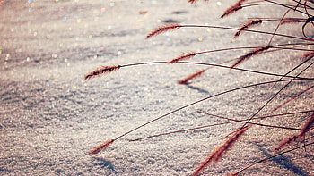 Reeds Plant Macro graphy, macro, nature, graphy HD wallpaper