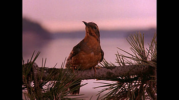 Twin Peaks Intro Remastered HD wallpaper