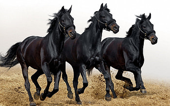 Animals, Horses HD wallpaper