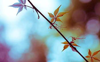 Leaves, Macro, Shine, Light, Bright, Branch HD wallpaper