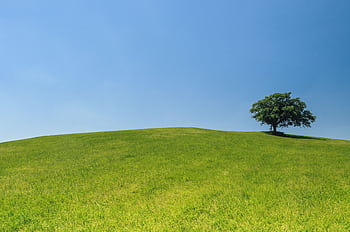 A lone tree stands on a grassy hill against a vibrant blue sky, embodying tranquility and nature's beauty. HD wallpaper