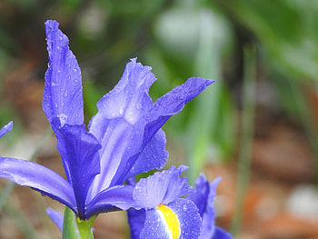 Iris Toowoomba Carnival Of Flowers, Toowoomba Carnival Of Flowers, flowers, graphy, Australia HD wallpaper