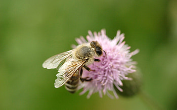 Flower, Macro, Insect, Flight, Bee HD wallpaper