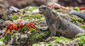 Galapagos Islands, National Geographic, Ecological wonder, Ecuador travel HD wallpaper