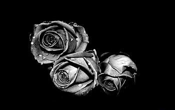 Plants, Flowers, Roses HD wallpaper