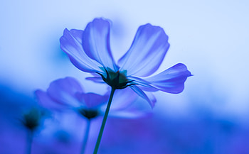 Blue flowers, cosmos, blur HD wallpaper