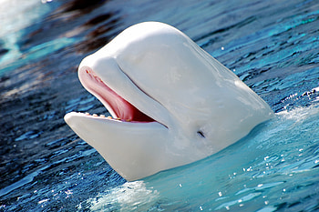 Beluga Whale, Animal HQ, , Stunning HD wallpaper