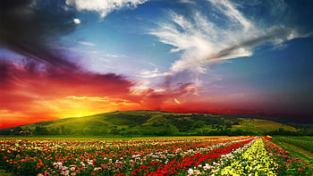 Amazing sunset, blue, white, graphy, gorgeous, orange, agriculture, rural, pretty, field, red, , clouds, flowers, sky, , sunset HD wallpaper