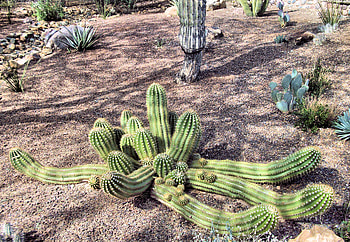 Botanical Garden Cactus, cactus garden, arizona, phoenix, papago park, botanical garden, cactus HD wallpaper