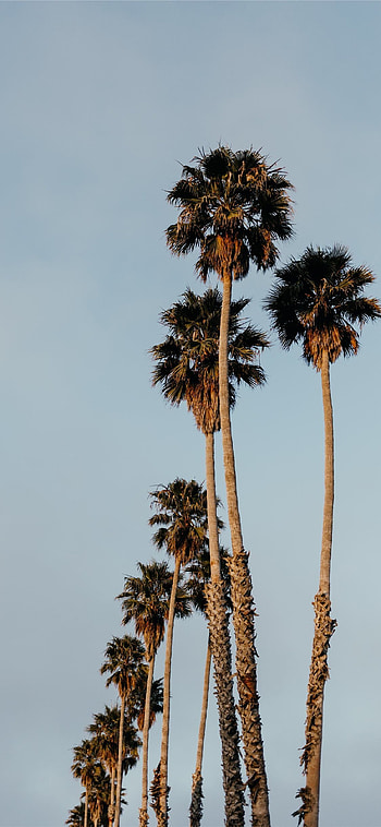 Santa Cruz, Vibrant , Beach vibes, Coastal beauty HD phone wallpaper