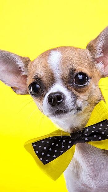 Chihuahua dog in yellow, Cute and playful, Stunning , Beautiful ry HD phone wallpaper