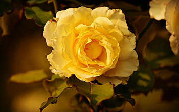 Yellow Rose, Yellow, Nature, Flower, Close up, Rose HD wallpaper