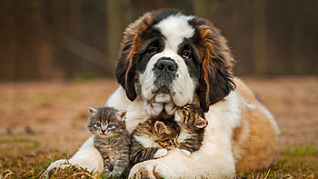 Saint Bernad Playing With Kittens, saint-bernard, animals, dog HD wallpaper