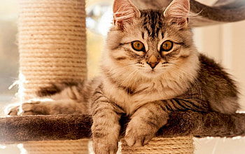 Cat, kitten, kitty, cats, cute, sleepy, sleeping, beauty, animals, hat, sweet, beautiful, paws, cat face, pretty, face, lovely HD wallpaper
