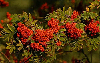 Rowan, Latvia, rowanberries, tree, autumn HD wallpaper
