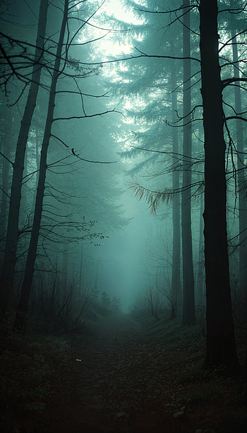Whispers of the Spooky Forest: A Haunting , forest, mist, tree, nature HD phone wallpaper
