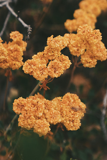 Flowers, Autumn, Dry, Dried Flowers, Dry Flowers HD phone wallpaper