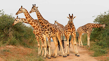 Chad, Travels, African giraffe, Savannah and forests HD wallpaper