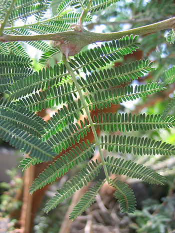 Vachellia seyal, Acacia species, Thorny branches, Tree's unique features HD phone wallpaper