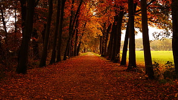 Idyllic autumn pathway surrounded by vibrant maple trees in a tranquil forest setting. HD wallpaper