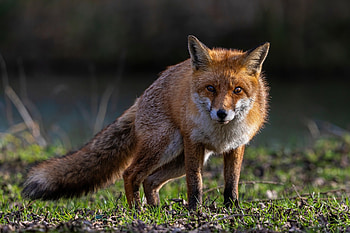 Red fox, tail, Animal, fox, Red HD wallpaper
