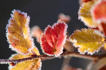 Leaves, Macro, Branch, Hoarfrost, Frost HD wallpaper