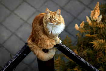 Orange tabby cat, pet, animal HD wallpaper