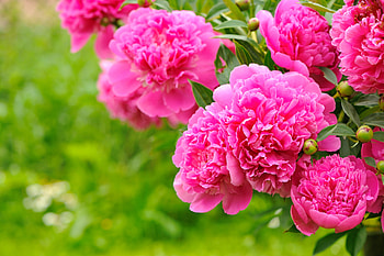 Pink peonies, summer, pink, peonies, pretty, garden, beautiful, flowers, spring HD wallpaper