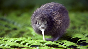Kiwi Bird, Leaves Macro , U TV HD wallpaper