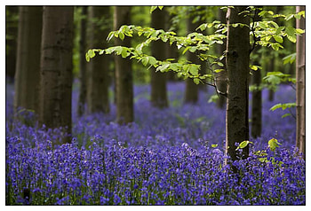 purple forest, purple, trees, nature, bluebells, forest, england HD wallpaper