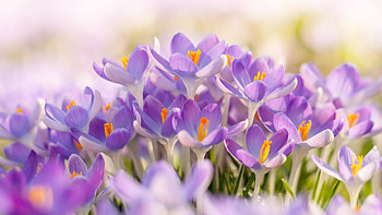 Light White Purple Crocus Flowers Petals Buds Blur Background Flowers HD wallpaper
