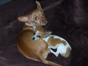 Friends for Chiquitin;), white, brown, animals, dogs, sweet one HD wallpaper