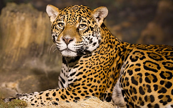Jaguar, Leopards HD wallpaper